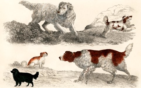 The History of the Earth and Animated Nature by Oliver Goldsmith (1848), a pack of energetic dogs and playful puppies. Digitally enhanced from our own original plate.. Free illustration for personal and commercial use.