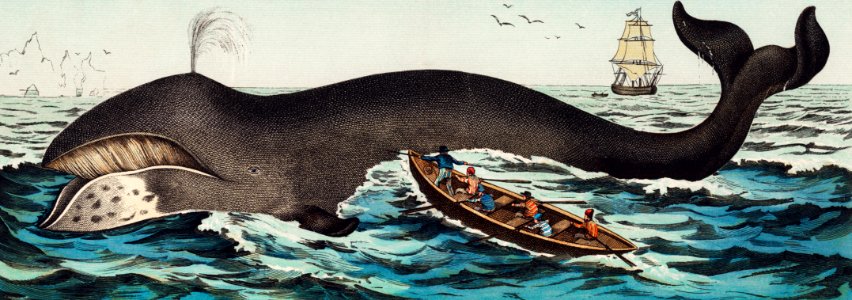 A lithograph of the bowhead whale from a German natural history series (1878), an adorable sperm whale shooting up water through a blowhole. Digitally enhanced from our own original plate.
