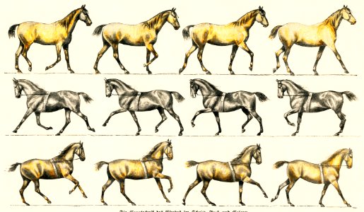 Walking technique of the horse: trot and gallop from Weltall und Menschheit (1900) by Hans Kraemer. Digitally enhanced from our own original plate.. Free illustration for personal and commercial use.
