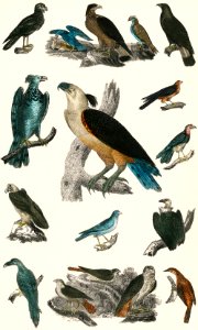 The History of the Earth and Animated Nature by Oliver Goldsmith (1774), a rare antique handcolored ornithology print of various type of birds. Digitally enhanced from our own original plate.. Free illustration for personal and commercial use.