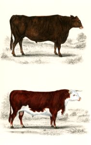 Animated Nature (1855), a portrait of an ox and a bull. Digitally enhanced from our own original plate.. Free illustration for personal and commercial use.