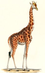Camelopardis Giraffe - The Giraffe (1837) by Georges Cuvier (1769-1832), an illustration of a beautiful giraffe and sketches of its skull. Digitally enhanced from our own original plate.