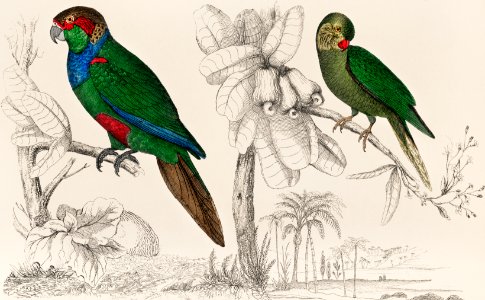 The History of the Earth and Animated Nature by Oliver Goldsmith (1774), a rare antique handcolored tableau of two parakeets. Digitally enhanced from our own original plate.. Free illustration for personal and commercial use.