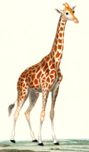 Illustration of a giraffe from Dictionnaire des Sciences Naturelles by Pierre Jean Francois Turpin (1840). Digitally enhanced from our own original plate.