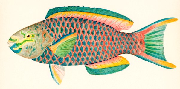Rare Antique Tropical Fish Queen Parrot by Henry Baldwin (1899), a beautifully colored exotic fish isolated. Digitally enhanced from our own original plate.