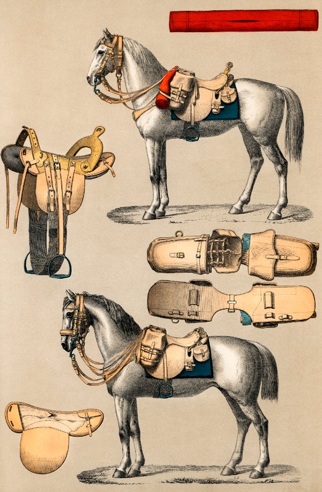 A chromolithograph of horses with antique horseback riding equipments from an antique horseback riding catalog (1890). Digitally enhanced from our own original plate.. Free illustration for personal and commercial use.
