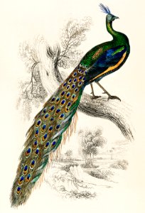 The Naturalist’s Library by Sir William Jardine (1836), a majestic male peafowl portrait. Digitally enhanced from our own original plate.. Free illustration for personal and commercial use.