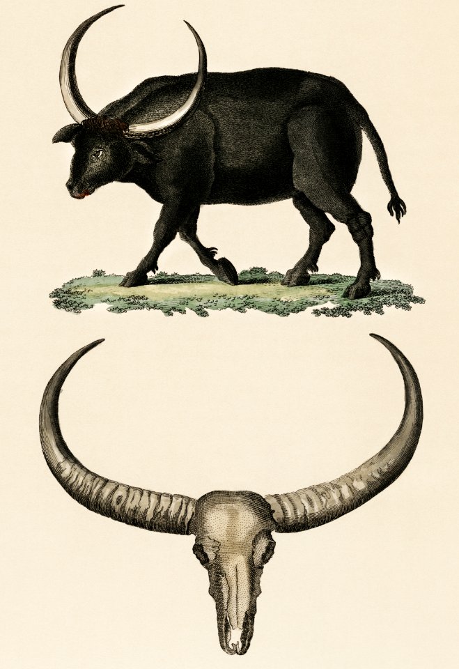 Bilderbuch fur Kinder by Georg Melchior Kraus, published in 1790-1830, an illustration of long horned buffalo and skull. Digitally enhanced from our own original plate.