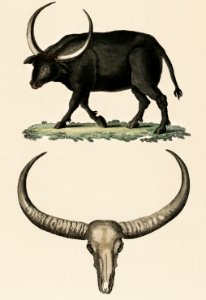 Bilderbuch fur Kinder by Georg Melchior Kraus, published in 1790-1830, an illustration of long horned buffalo and skull. Digitally enhanced from our own original plate.. Free illustration for personal and commercial use.