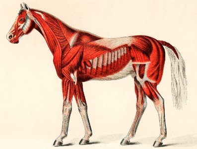 Superficial Layer of Muscles by an unknown artist (1904), a medical illustration of equine muscular system. Digitally enhanced from our own original plate.