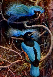 The blue bird of paradise illustrated by Sir Henry Hamilton Johnston (1858-1927). Digitally enhanced from our own original plate.. Free illustration for personal and commercial use.
