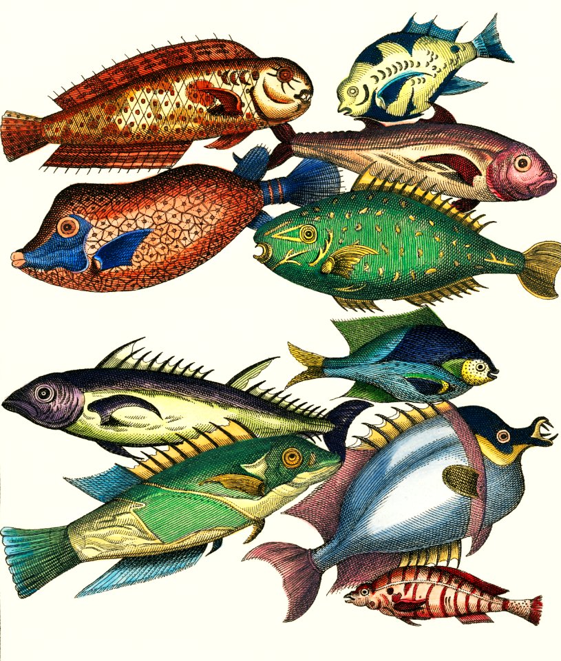 Histoire Generale des Voyages (1767) by J V Schley, a collage of colorful rare exotic fish. Digitally enhanced from our own original plate.