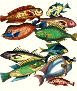 Histoire Generale des Voyages (1767) by J V Schley, a collage of colorful rare exotic fish. Digitally enhanced from our own original plate.. Free illustration for personal and commercial use.
