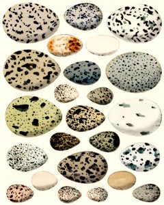 Oken Eggs - taf. 6 (1843) by Lorenz Oken (1779-1851), a collection of different eggs of different species of birds. Digitally enhanced from our own original plate.