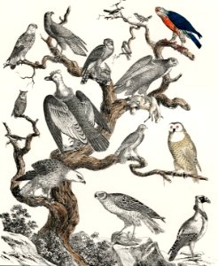 Raubvogel translated Birds of Prey (ca.1840), a lithograph of various birds of prey perched on a tree. Digitally enhanced from our own original plate.. Free illustration for personal and commercial use.