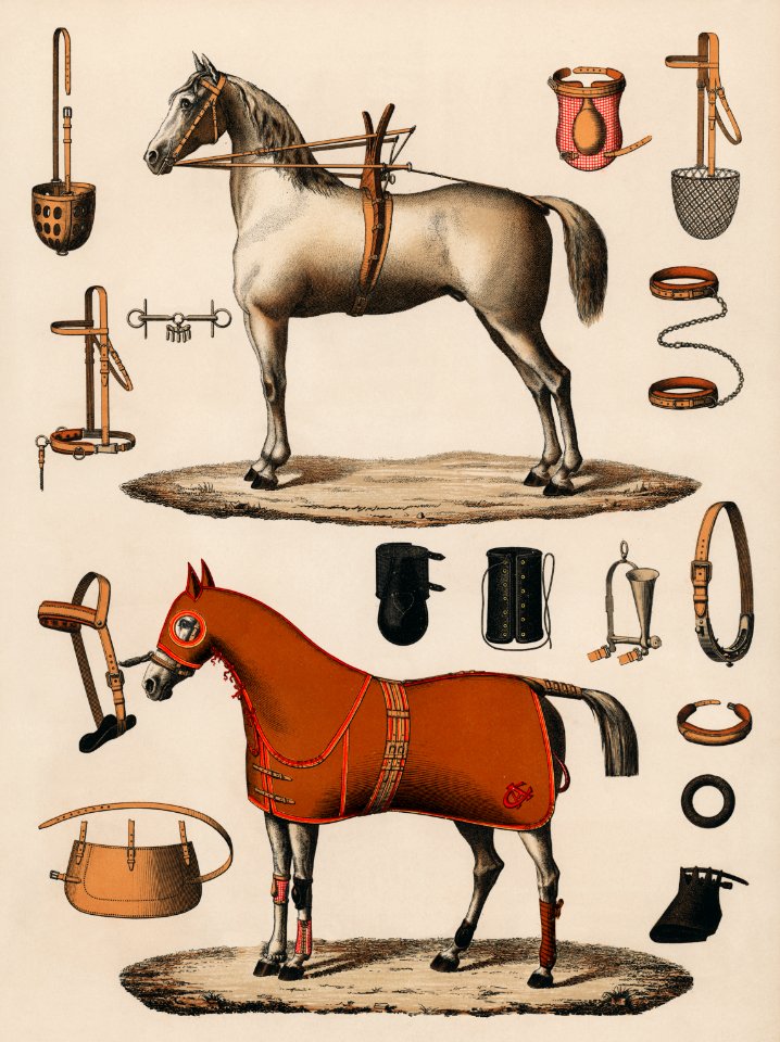 A chromolithograph of horses with antique horseback riding equipments (1890), from an antique horseback riding catalog. Digitally enhanced from our own original plate.. Free illustration for personal and commercial use.