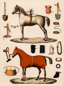 A chromolithograph of horses with antique horseback riding equipments (1890), from an antique horseback riding catalog. Digitally enhanced from our own original plate.