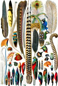 Plumes - Feathers (1900) by Adolphe Millot (1857-1921), a collection of different plume types. Digitally enhanced from our own original plate.