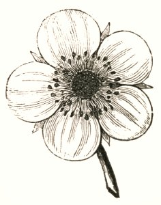 Vintage flower illustration. Digitally enhanced from our own original plate.