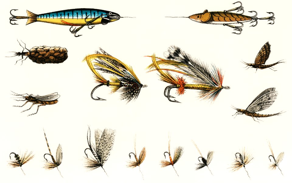Angling baits from British Fresh Water Fishes (1879). Digitally enhanced from our own original plate.