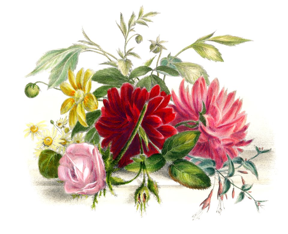 Colorful still life of flowers (1850), an arrangement of beautiful flowers. Digitally enhanced from our own original plate.