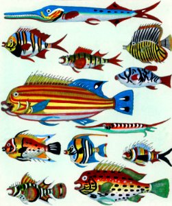 L’Histoire Générale des Voyages (1747-1780) by an unknown artist, a collage of colorful rare exotic fish. Digitally enhanced from our own original plate.