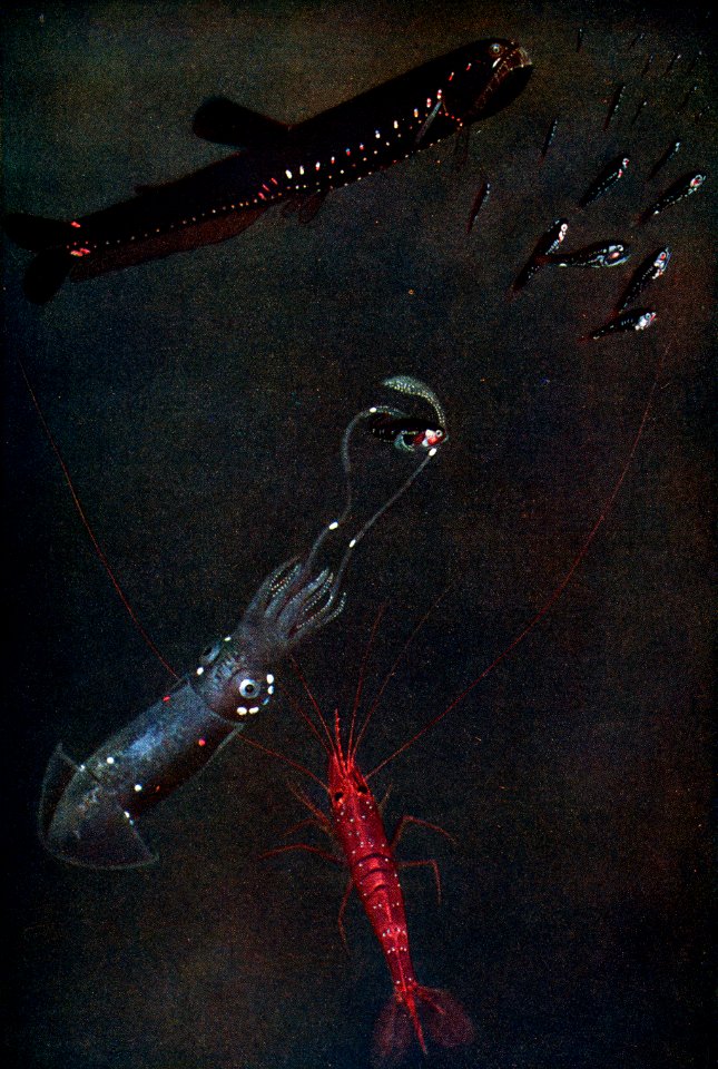 Luminous deep-sea animals from the Mid-Atlantic from The outline of science, Fourth Volumn (1922) by Professor Doflein. Digitally enhanced from our own original plate.