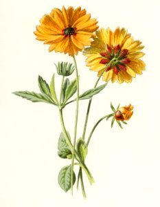 Coreopsis by Frederick Edward Hulme (1841-1909), a vintage chromolithograph of tickseed. Digitally enhanced from our own original plate.. Free illustration for personal and commercial use.