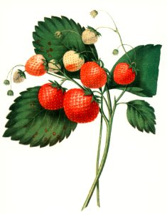 The Boston Pine Strawberry (1852) by Charles Hovey, a vintage illustration of fresh strawberries. Digitally enhanced from our own original plate.. Free illustration for personal and commercial use.