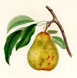 Pyrus communis, a vintage illustration of a pear. Digitally enhanced from our own plate.. Free illustration for personal and commercial use.