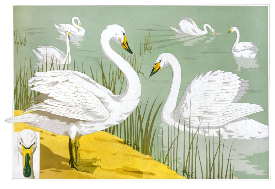 Cygne sauvage from L'animal dans la décoration (1897) illustrated by Maurice Pillard Verneuil.