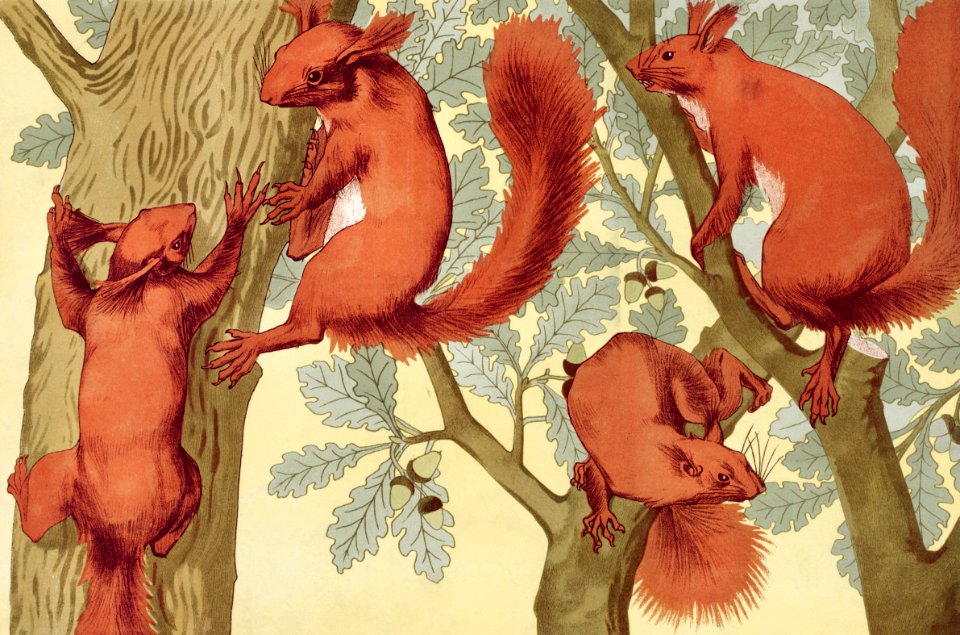 Écureuils from L'animal dans la décoration (1897) illustrated by Maurice Pillard Verneuil.​​​​