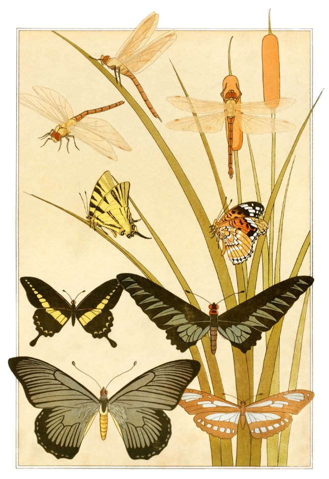 Papillons from L'animal dans la décoration (1897) illustrated by Maurice Pillard Verneuil.