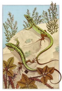 Lézard from L'animal dans la décoration (1897) illustrated by Maurice Pillard Verneuil.