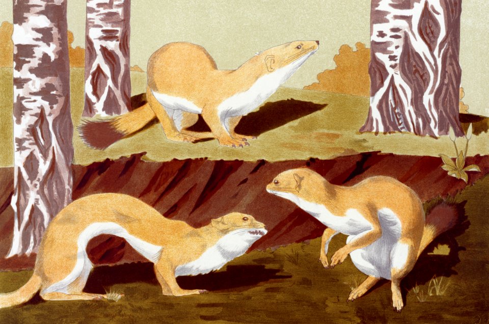 Hermines vulgaires from L'animal dans la décoration (1897) illustrated by Maurice Pillard Verneuil.