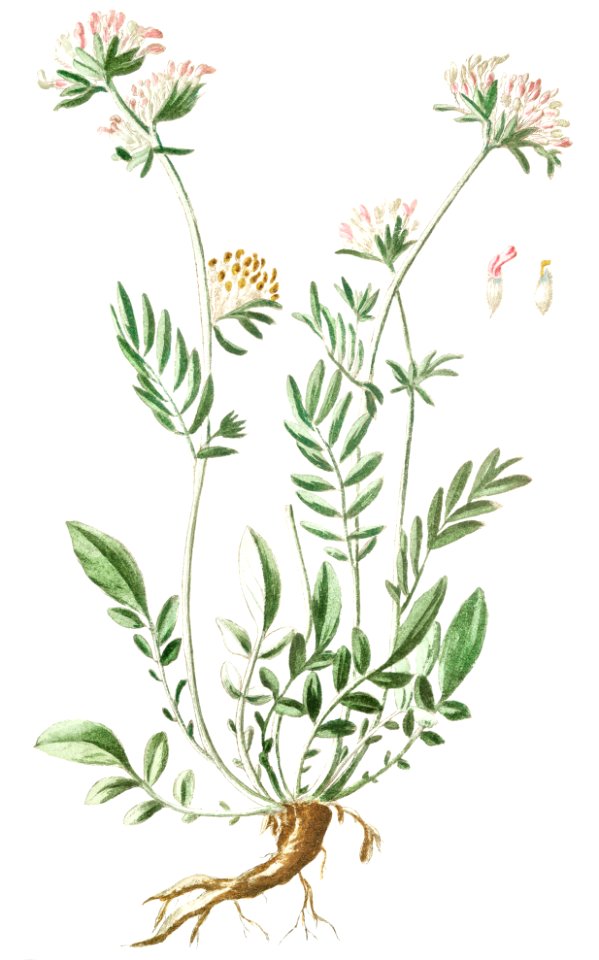 Kidney Vetch (ca. 1772 –1793) by Giorgio Bonelli.