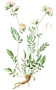 Kidney Vetch (ca. 1772 –1793) by Giorgio Bonelli.. Free illustration for personal and commercial use.