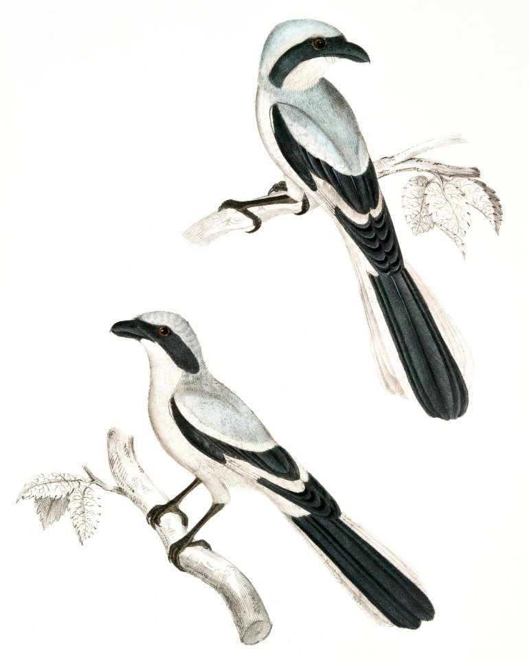 Lahtora Butcher Bird (Lanius Lahtora) from Illustrations of Indian zoology (1830-1834)by John Edward Gray (1800-1875).