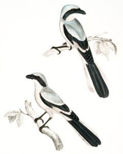 Lahtora Butcher Bird (Lanius Lahtora) from Illustrations of Indian zoology (1830-1834)by John Edward Gray (1800-1875).. Free illustration for personal and commercial use.