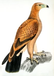 Tawny Eagle (Aquilla fulvescens) from Illustrations of Indian zoology (1830-1834) by John Edward Gray (1800-1875).. Free illustration for personal and commercial use.