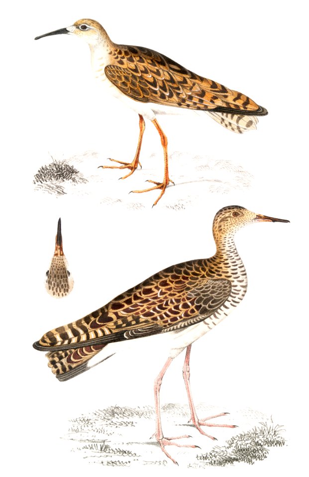 1. Indian Sandpiper (Totanus Indicus); 2. Bhegondee Snipe (Limosa Hardwickii) from Illustrations of Indian zoology (1830-1834) by John Edward Gray (1800-1875).