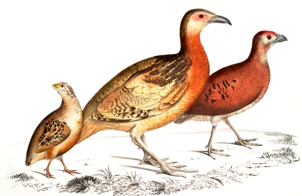 1. Ferruginous Cryptonyx (Cryptonyx ferrugineus); 2. Long Billed Francolin (Francolinus longinostris); 3. Pental Quail (Coturnix Pentah) from Illustrations of Indian zoology (1830-1834) by John Edward Gray (1800-1875).
