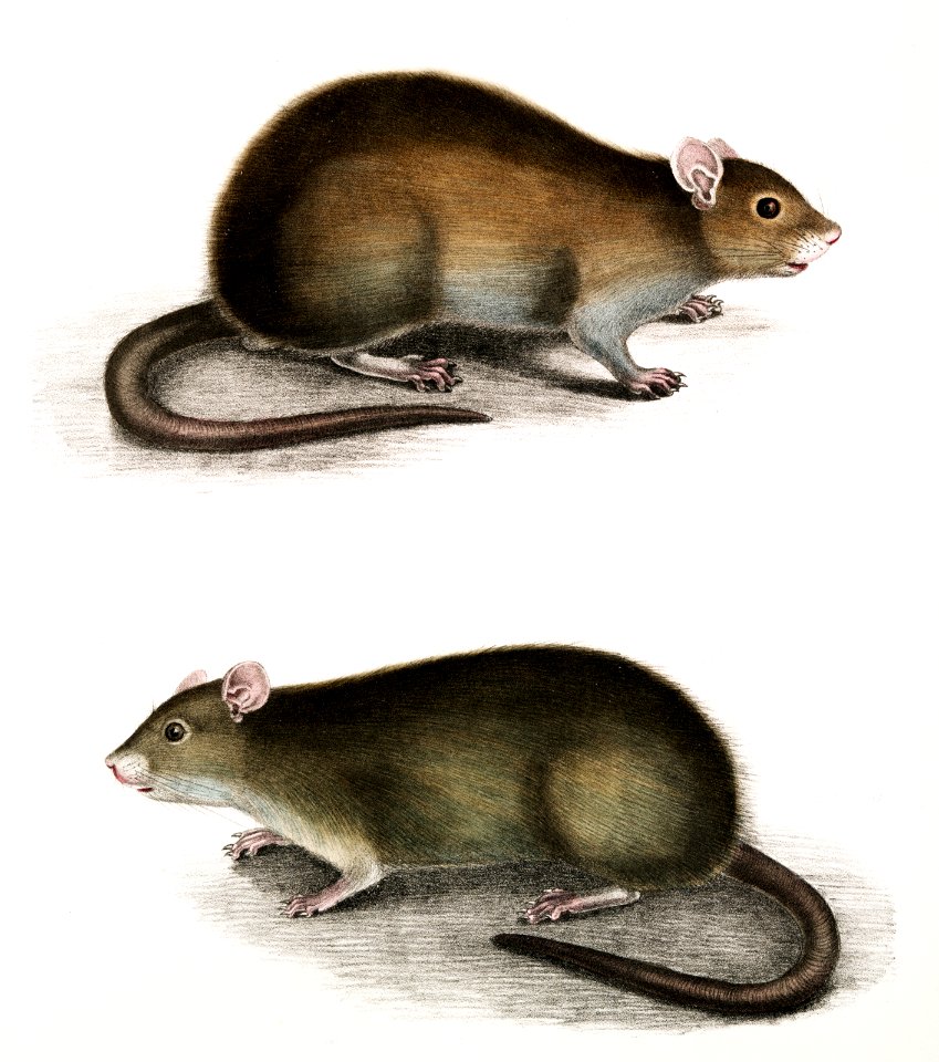 Bengal Field Rat (Arvicola Bengalensis) from Illustrations of Indian zoology (1830-1834) by John Edward Gray (1800-1875).