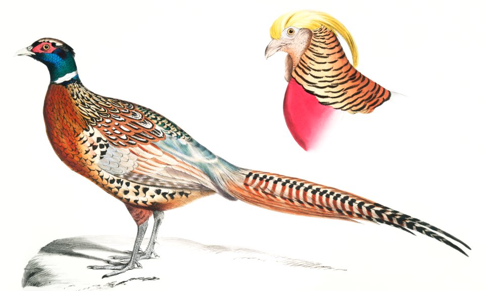1. Chinese Ring Necked Pheasant (Phasianus torquatus); 2. Head of the Common Golden Pheasant (Chrysolophus pictus) from Illustrations of Indian zoology (1830-1834) by John Edward Gray (1800-1875).