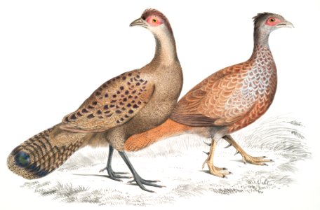 1. Hardwicke's Polyplectron Hen (Polyplectron Hardwickii) 2. Bay Many Spurred Francolin (Plectophora (Francolinus) spadiceus) from Illustrations of Indian zoology (1830-1834) by John Edward Gray (1800-1875).. Free illustration for personal and commercial use.