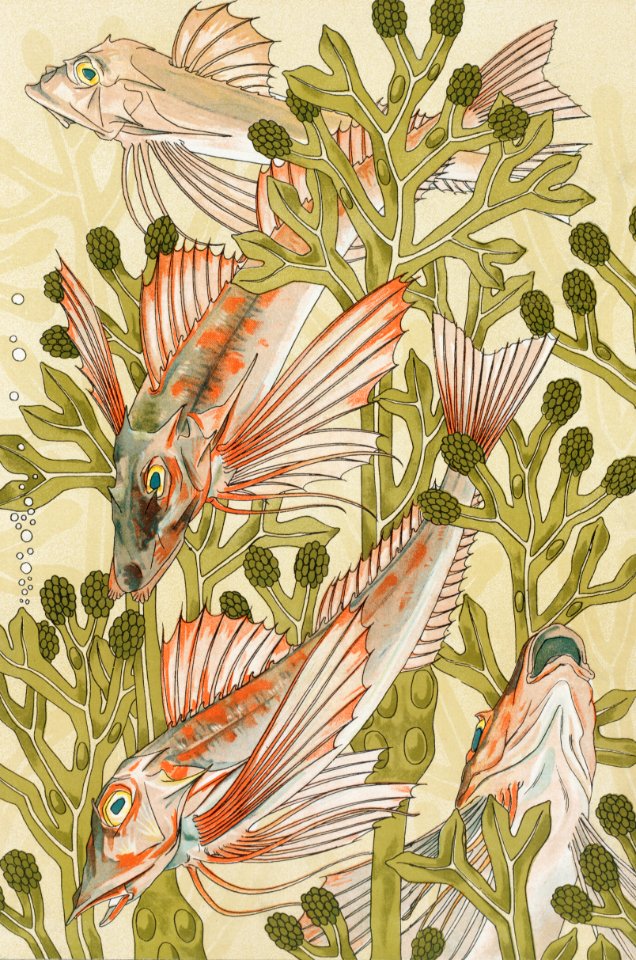 Rouget from L'animal dans la décoration (1897) illustrated by Maurice Pillard Verneuil.