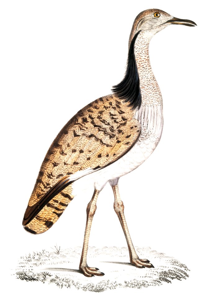 Macqueen's Bustard (Otis Macqueenii) from Illustrations of Indian zoology (1830-1834) by John Edward Gray (1800-1875).