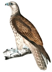 Cherrug Falcon (Falco cherrug) from Illustrations of Indian zoology (1830-1834) by John Edward Gray (1800-1875).