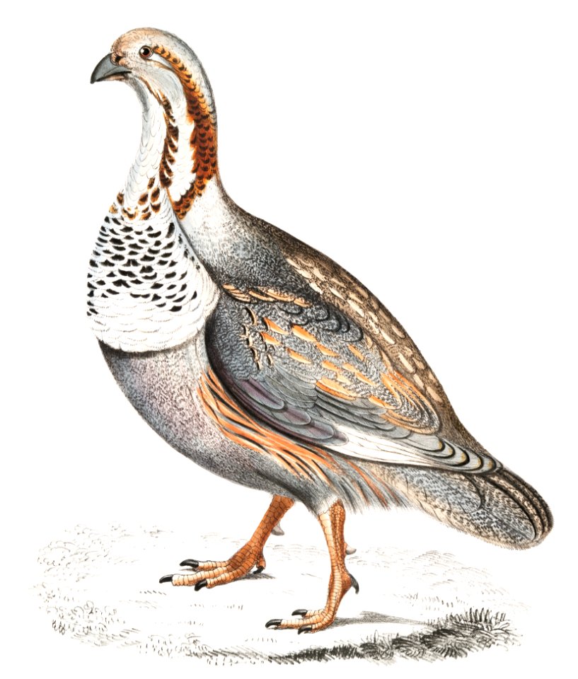 Nigell's Pheasant Grouse (Tetraogallus Nigellii) from Illustrations of Indian zoology (1830-1834) by John Edward Gray (1800-1875).