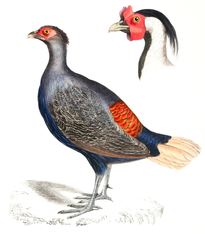 1. Rufous Tailed Crested Pheasant (Euplocomus erythrothalmus); 2. Head of Silver Crested Pheasant (Euplocomus Nycthemerus) from Illustrations of Indian zoology (1830-1834) by John Edward Gray (1800-1875).
